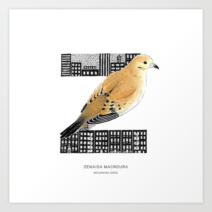 Zenaida Macroura (Mourning Dove) - NYC Birds Alphabet Art Print