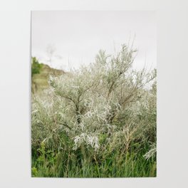 Silver Leaf Sagebrush // North Dakota, Theodore Roosevelt National Park Poster