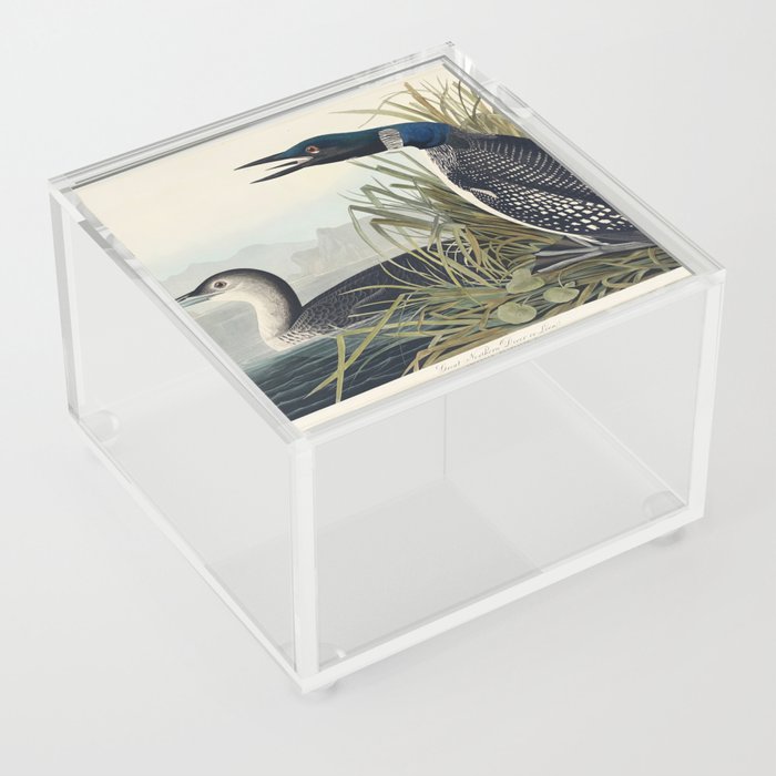 Great Northern Diver or Loon from Birds of America (1827) by John James Audubon  Acrylic Box