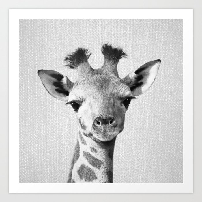 Baby Giraffe - Black & White Art Print