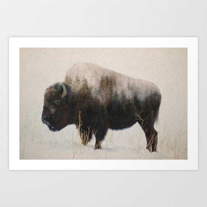 Bison in a field Art Print