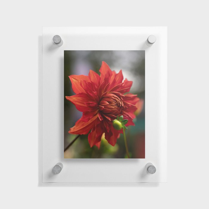 Cooper Blaine Red Dahlia Floating Acrylic Print