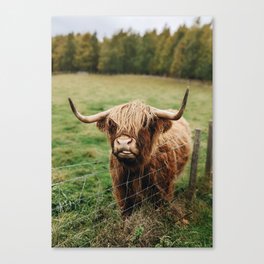 Scottish Highland Hairy Cow Canvas Print