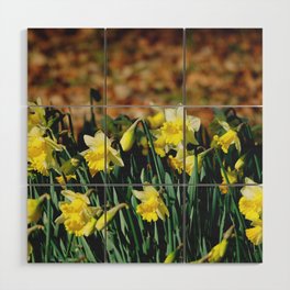 Narcissus field | White tepals and yellow coronas jonquil daffodil flowers Wood Wall Art