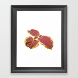 Red Croton Framed Art Print