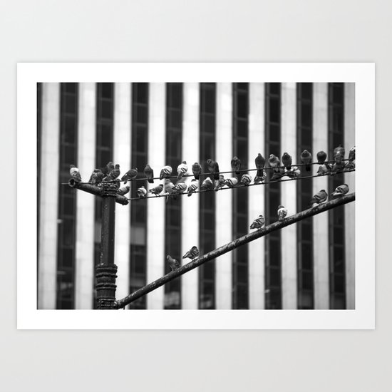 Pigeon Rows Art Print
