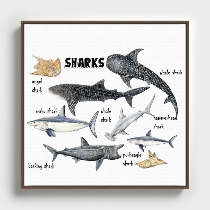 Sharks Framed Canvas