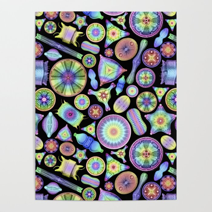 Ernst Haeckel Rainbow Diatoms on Black Poster