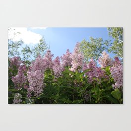 Lilac Skies Canvas Print