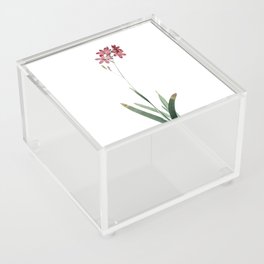 Vintage Corn Lily Botanical Illustration on Pure White Acrylic Box