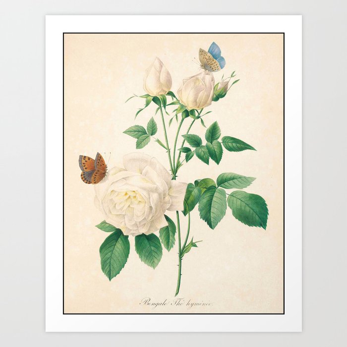 Rose Flower Color Pencil Hand Drawing Art Print By Theyoungdesigns Society6 Wedding invitation flower rose pink, rose border, pink rose flower drawing, flower, heart, cartoon, flowering plant png. rose flower color pencil hand drawing art print by theyoungdesigns