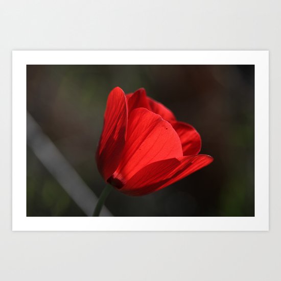 You light up my life Art Print