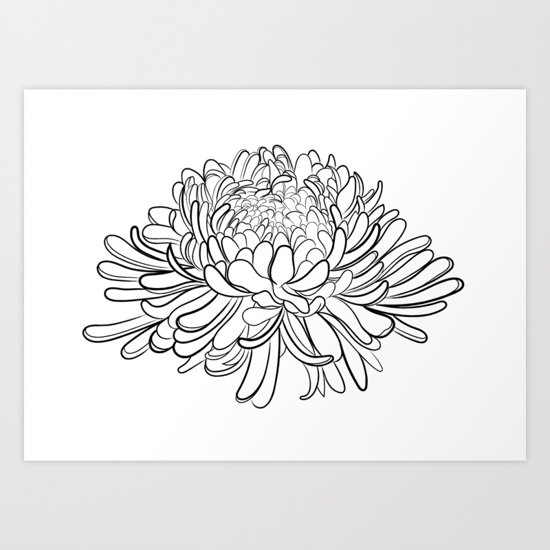 Chrysanthemum Flower Line Drawing Art Print By Adam Regester Illustration Society6