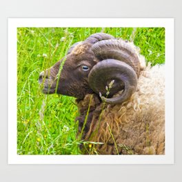 sheep Art Print
