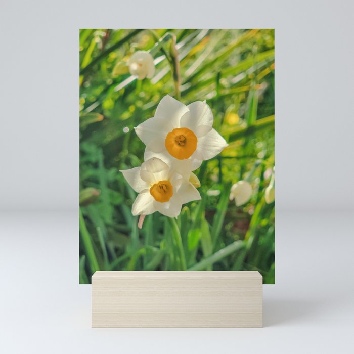 Daffodils after the rain Mini Art Print