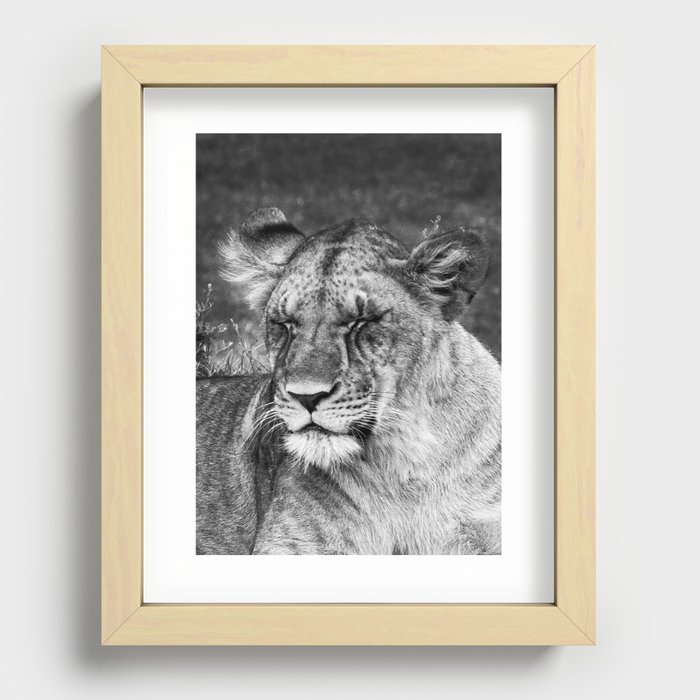 Lion, black and white, fineart Recessed Framed Print