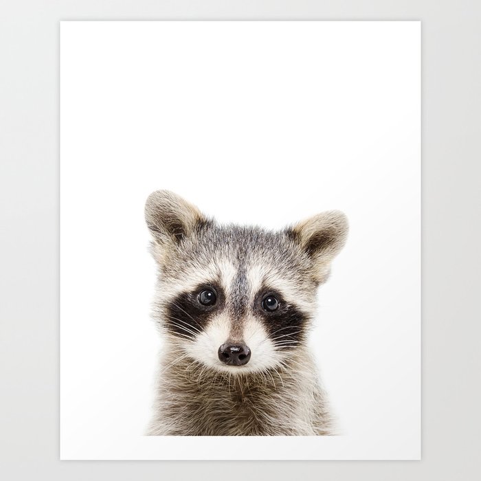 Cute Baby Raccoon, Woodland Animals, Kids Art, Baby Animals Art Print
