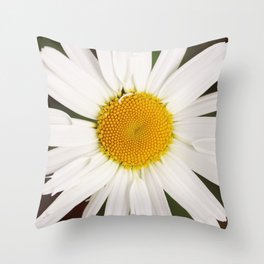Daisy flower in summer Throw Pillow