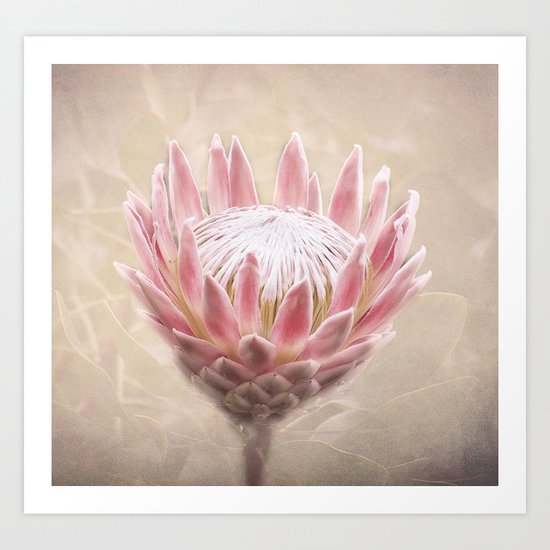 Pretty in Pink Art Print