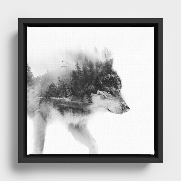 Wolf Stalking Framed Canvas