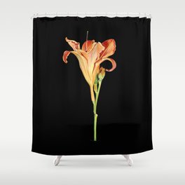 Orange Daylily Illustration Shower Curtain