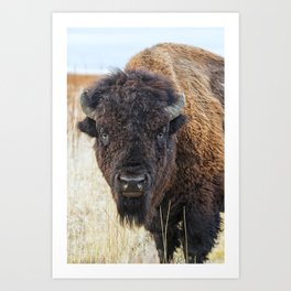 Bison / Buffalo - Staring Contest Art Print