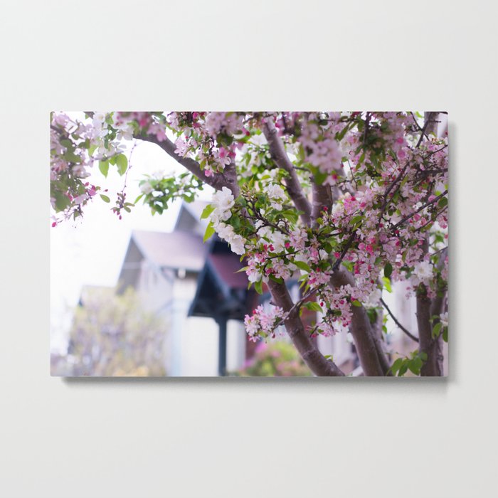 Apple Blossoms and Architecture Metal Print
