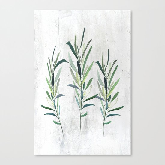 Eucalyptus Branches Canvas Print