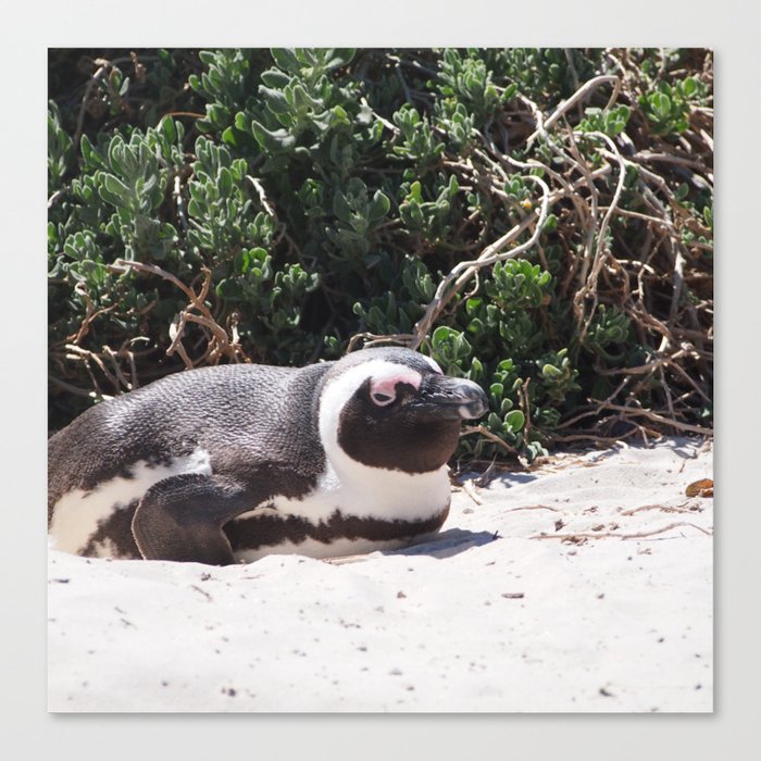 South Africa Photography - Penguin Laying At The Beach Canvas Print