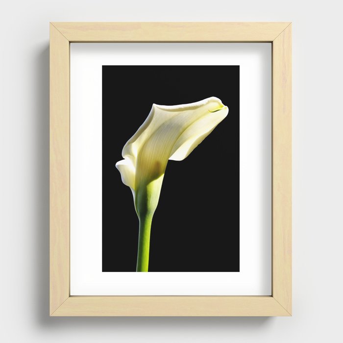 toplit sunny calla lily Recessed Framed Print