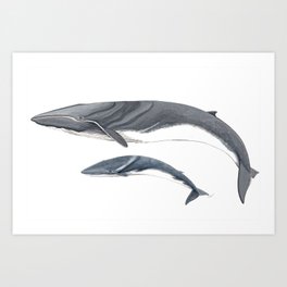 Fin whale Art Print