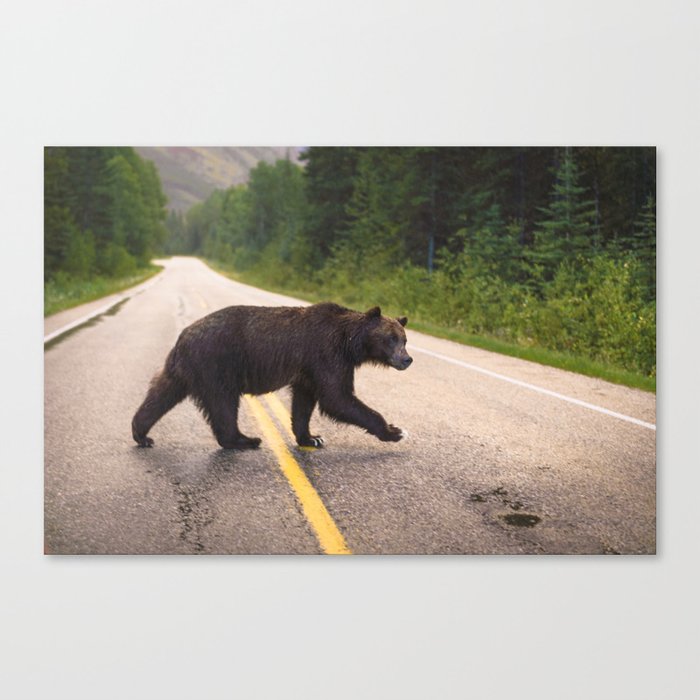 Grizzly Bear in Banff National Park Canvas Print