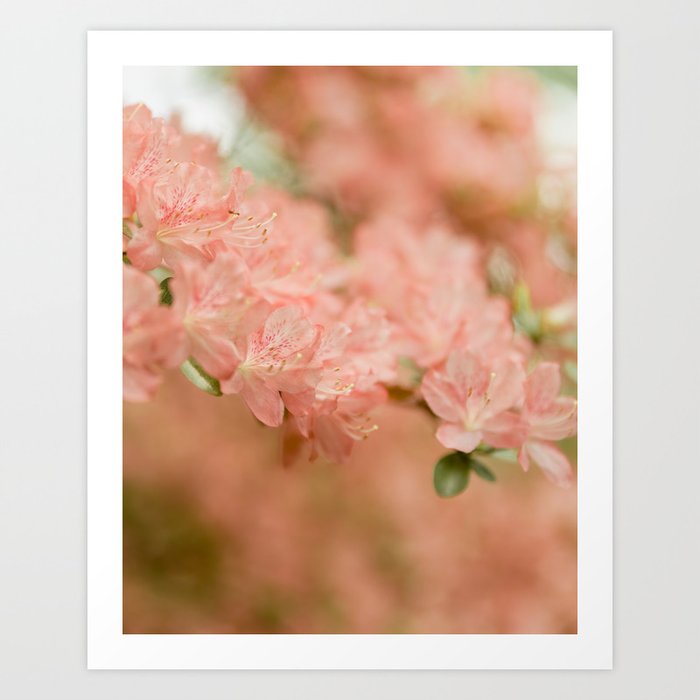 Spring Azalea - Pink Art Print