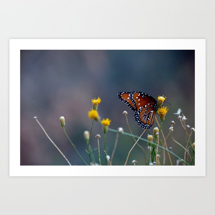 Monarch Butterfly Art Print