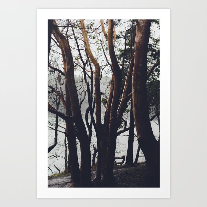 Pacific Madrone Art Print