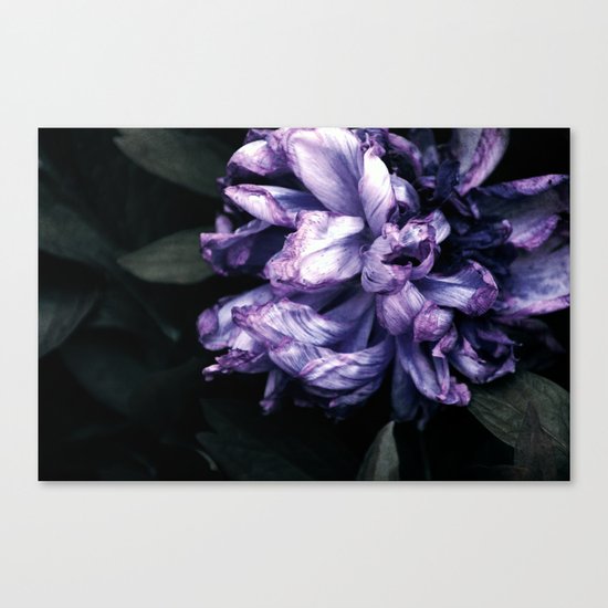 the purple lady Canvas Print