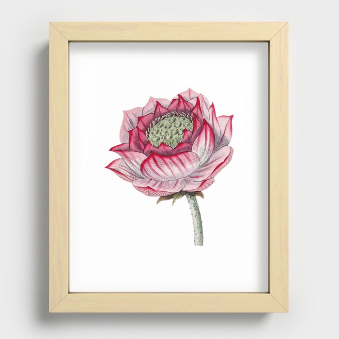 Hand drawn lotus Recessed Framed Print