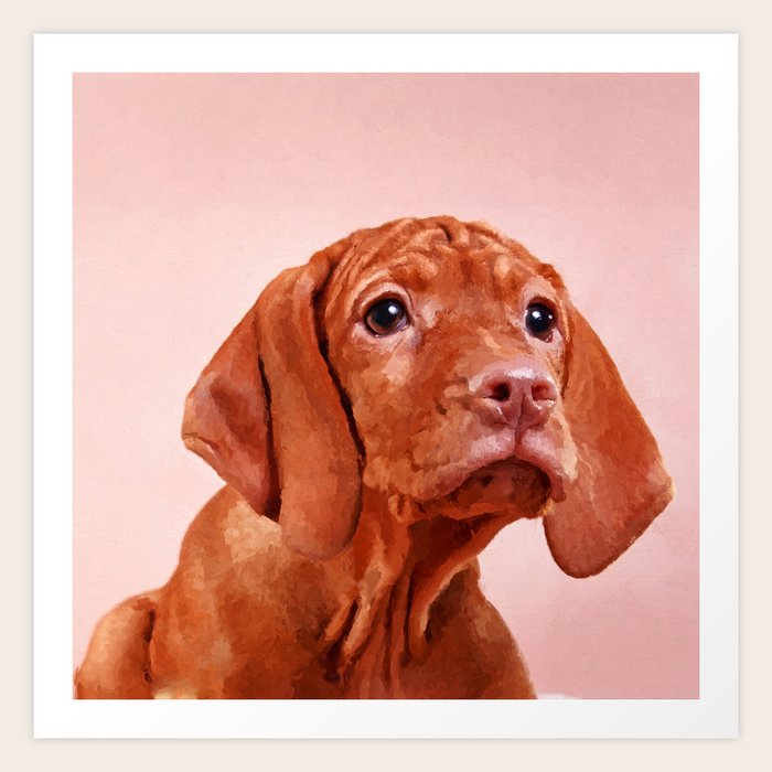 vizsla pointer dog