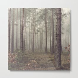 Calm forest Metal Print