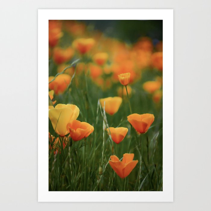 California Poppy Flowers Art Print