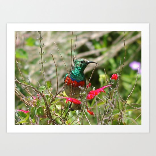 Honey Bird Art Print