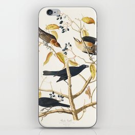 Rusty Grakle from Birds of America (1827) by John James Audubon iPhone Skin