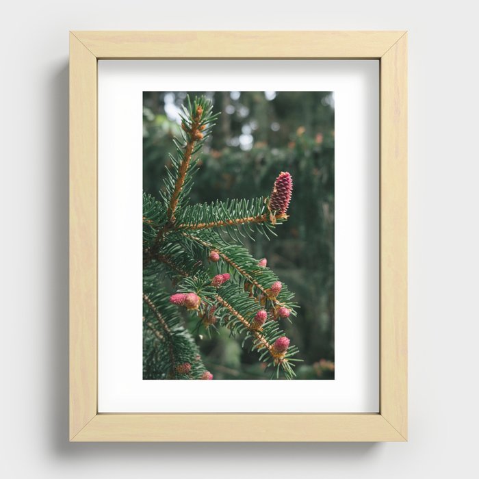 Pine tree Recessed Framed Print