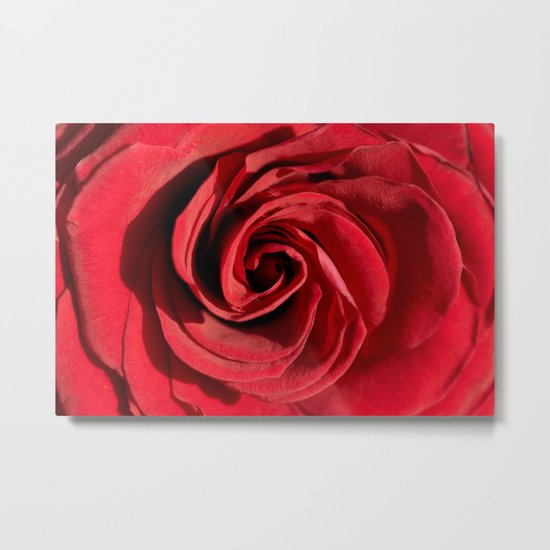 Red rose in LOVE- Roses Flowers Floral Metal Print
