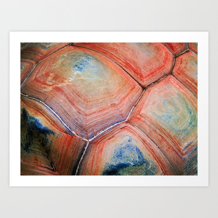 Tortoise Shell Art Print
