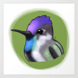 Spatulatail Hummingbird Art Print