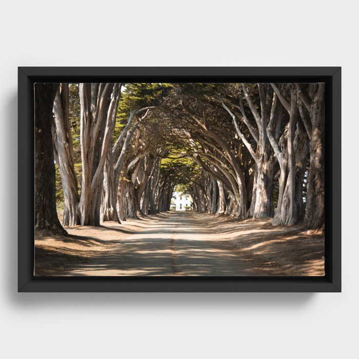 California Cypress Tree Tunnel Framed Canvas