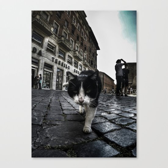 Street Cat Canvas Print