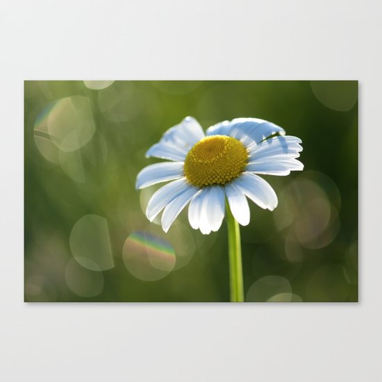 Daisy after rain at backlight Canvas Print