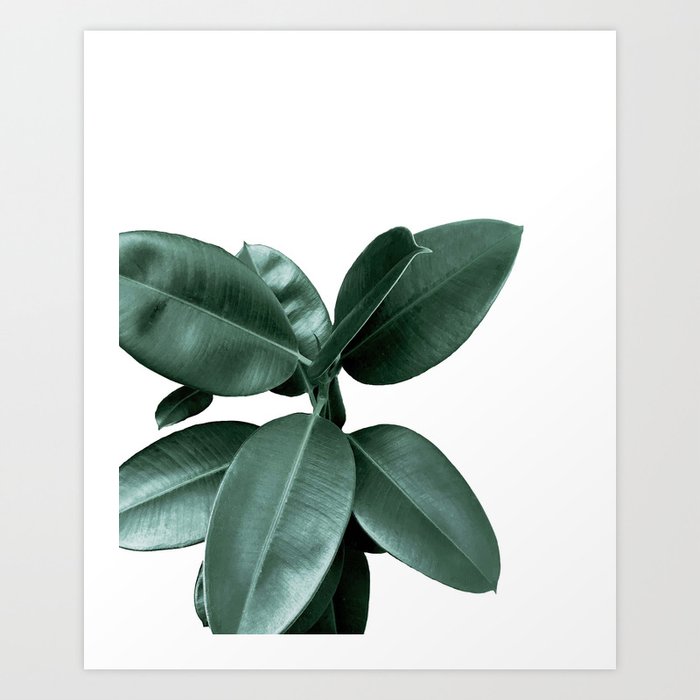 Rubber fig Plant Art Print